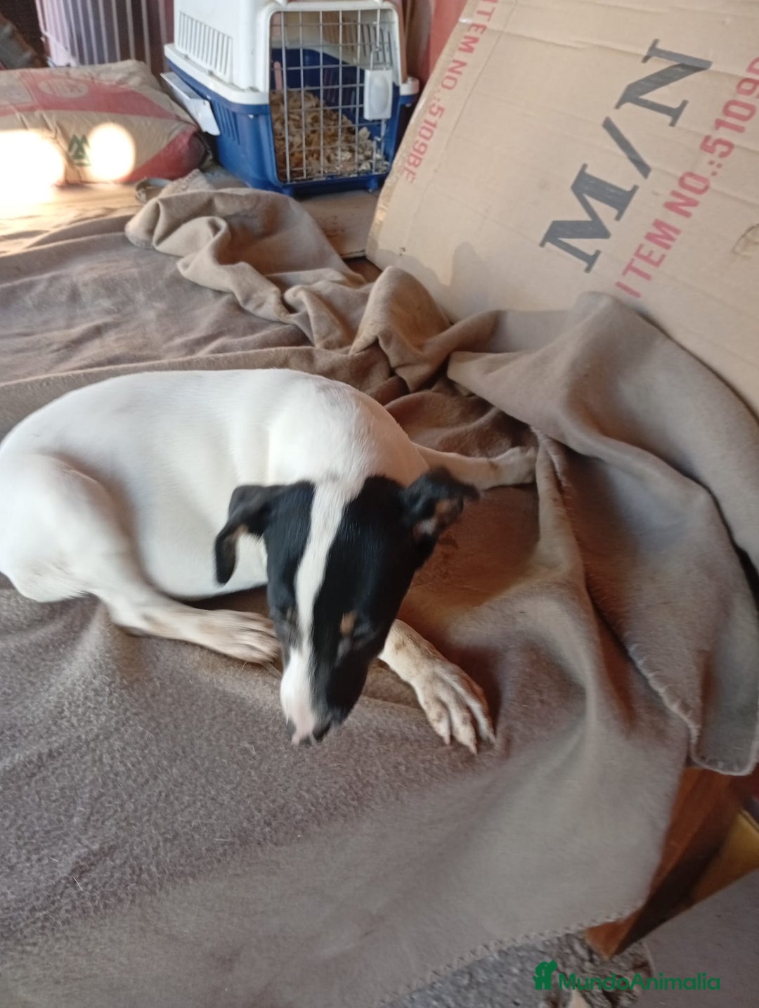 Ratonero Bodeguero Andaluz perros en venta: Bodeguero  - Imagen 2