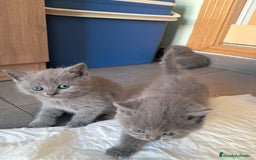 Británico de Pelo Corto gatos en venta: BRITISH PURA RAZA  - Imagen 10