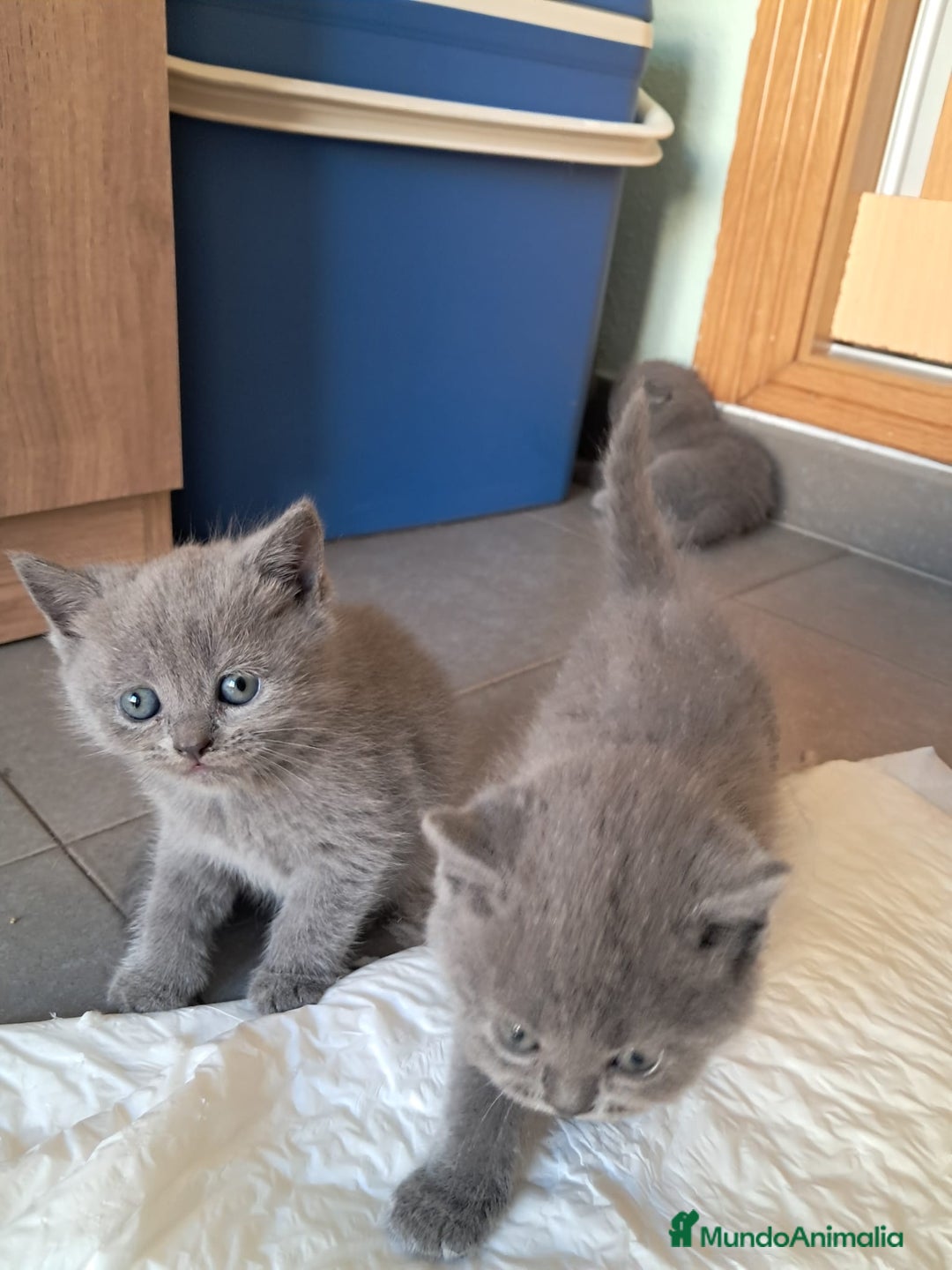 Británico de Pelo Corto gatos en venta: BRITISH PURA RAZA  - Imagen 10