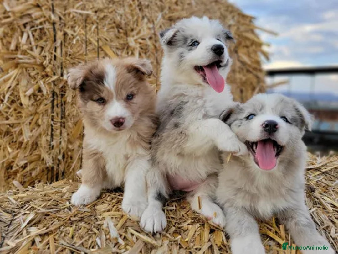 Border Collie perros en venta: Mimosín bebé de Border Collie - Imagen 1