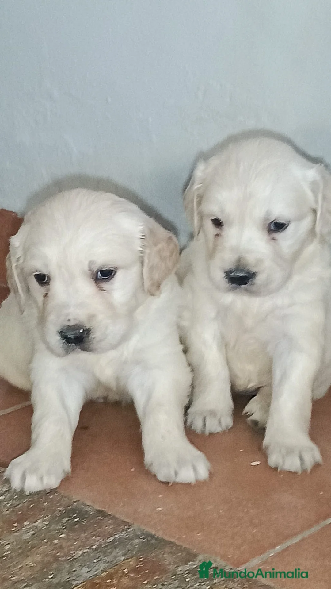 Golden Retriever perros en venta: Espectacular camada de golden retriever  - Anuncio 4