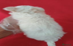 Chihuahua perros en venta: Chihuahua Mini Hembra  - Imagen 3
