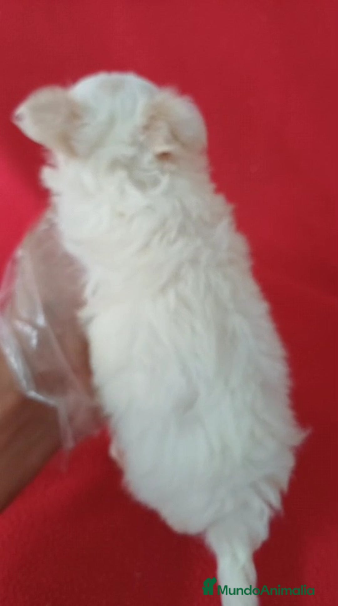 Chihuahua perros en venta: Chihuahua Mini Hembra  - Imagen 3