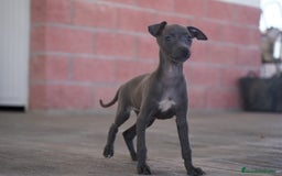 Pequeño Lebrel Italiano perros en venta: 🐾 Sirius y Selena – Galgos italianos blue 🐾 - Imagen 9