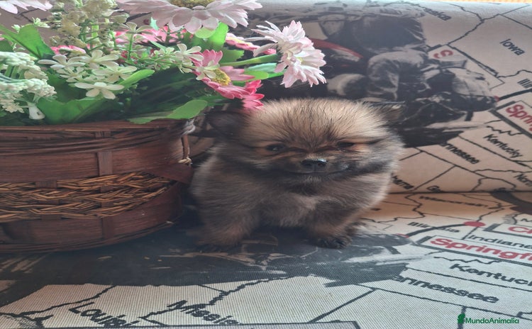 Pomerania perros - Anuncio 1