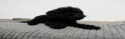 Caniche Toy perros en venta: Caniche toy precio real  - Anuncio 3
