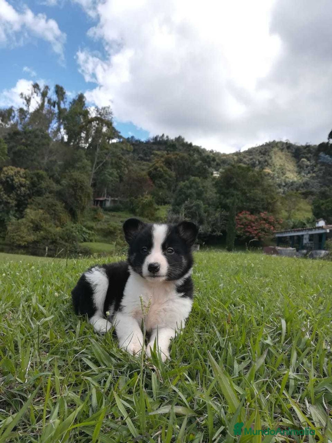 Border Collie perros en venta: Border collie puppies  - Anuncio 1