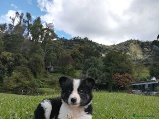 Border Collie perros Border collie puppies - Anuncio 2