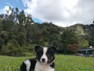 Border Collie perros Border collie puppies - Anuncio 11