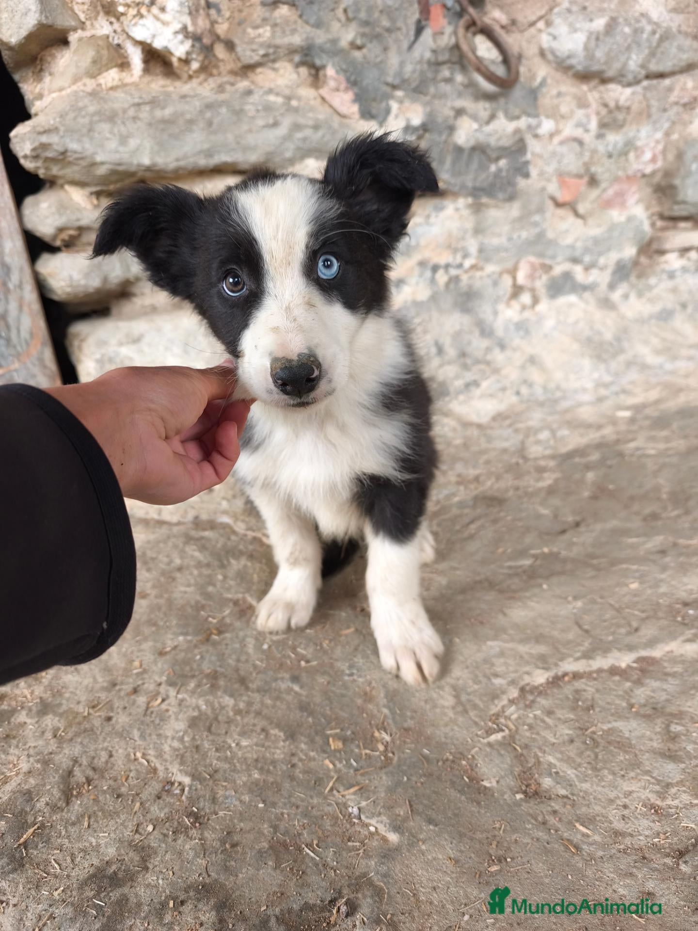 Raza Mixta perros en venta: Cachorros border collie 2 meses! - Anuncio 2