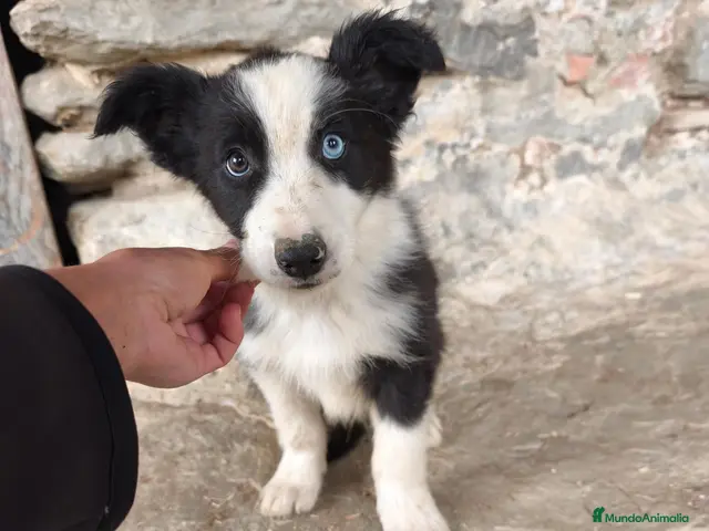 Raza Mixta perros Cachorros border collie 2 meses! - Anuncio 1