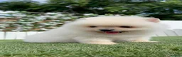 Pomerania perros en venta: POMERANIA 💙🤍 - Anuncio 2