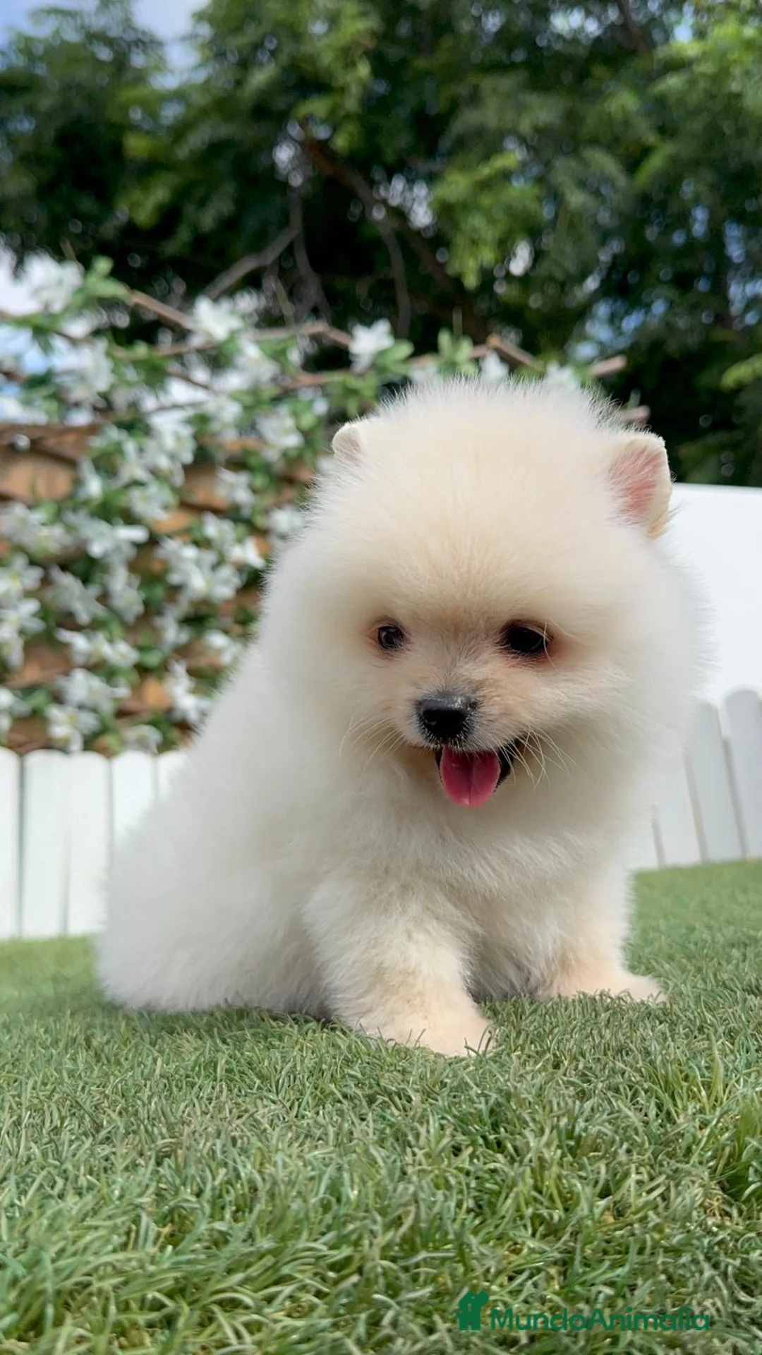 Pomerania perros en venta: POMERANIA 💙🤍 - Anuncio 2