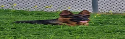 Pastor Alemán perros en venta: Cachorros de pastor alemán  - Anuncio 6