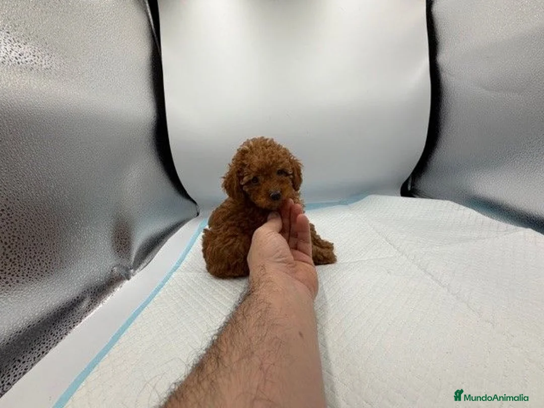 Caniche Toy perros en venta: CANICHES DEL VALLE  - Anuncio 1