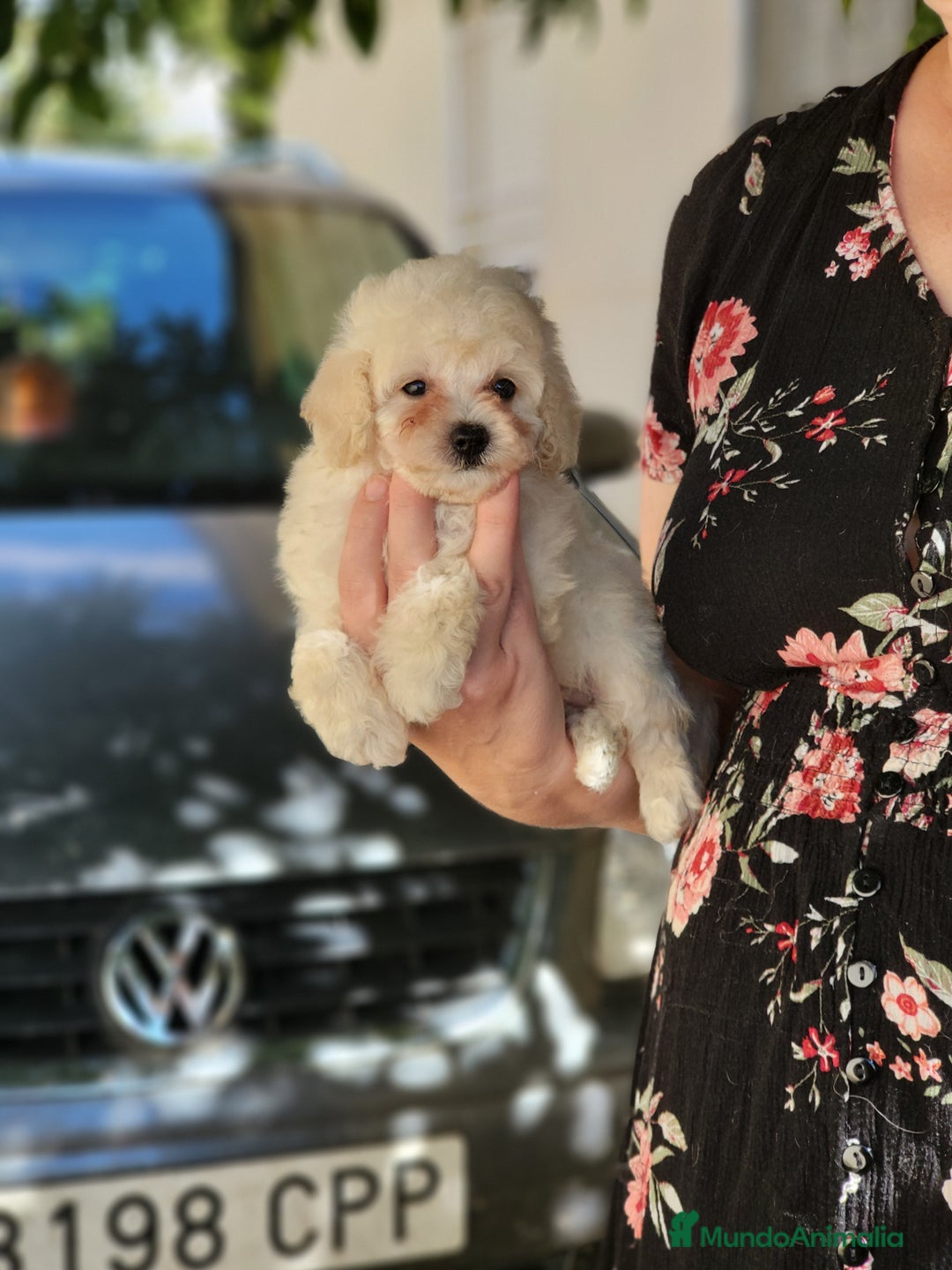 Caniche Toy perros en venta: Caniche tea cup y toy - Imagen 2