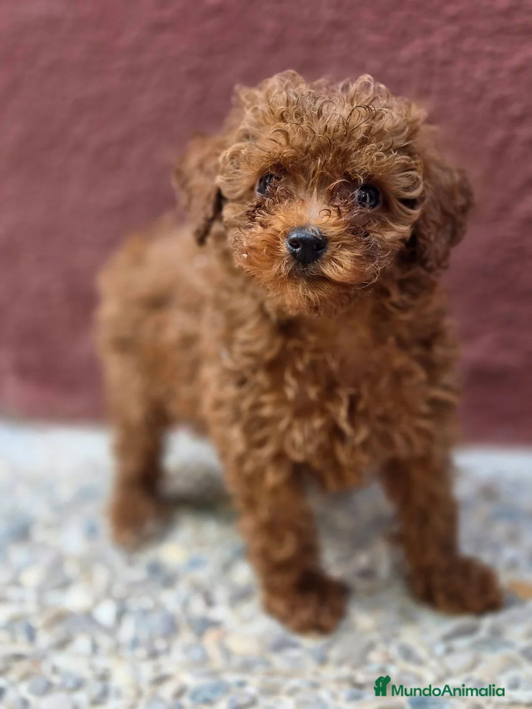 Caniche Toy perros en venta: Caniche Toy Macho rojo - Anuncio 2