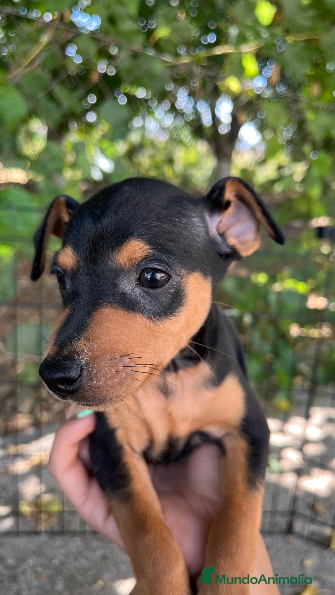 Pinscher Miniatura perros en venta: Pinscher Miniatura  - Imagen 9