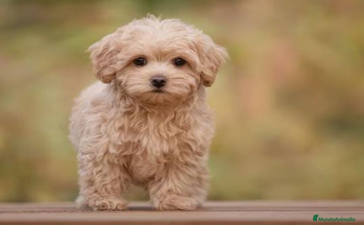 Maltipoo perros - Propaganda 1