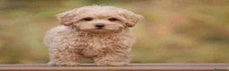 Maltipoo perros en venta: Maltipoo miniatura  - Anuncio 1