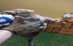 Chihuahua perros en venta: Chihuahua cabeza manzana  - Imagen 10