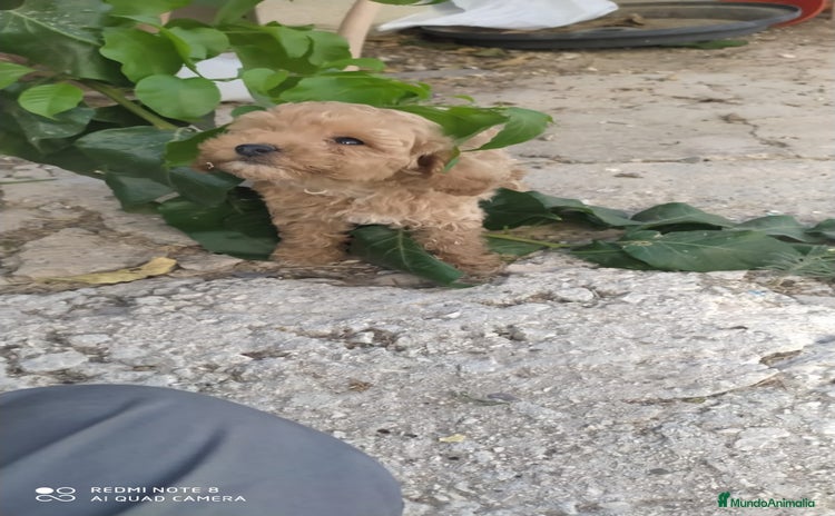 Caniche Toy perros Caniche  toy - Anuncio 1