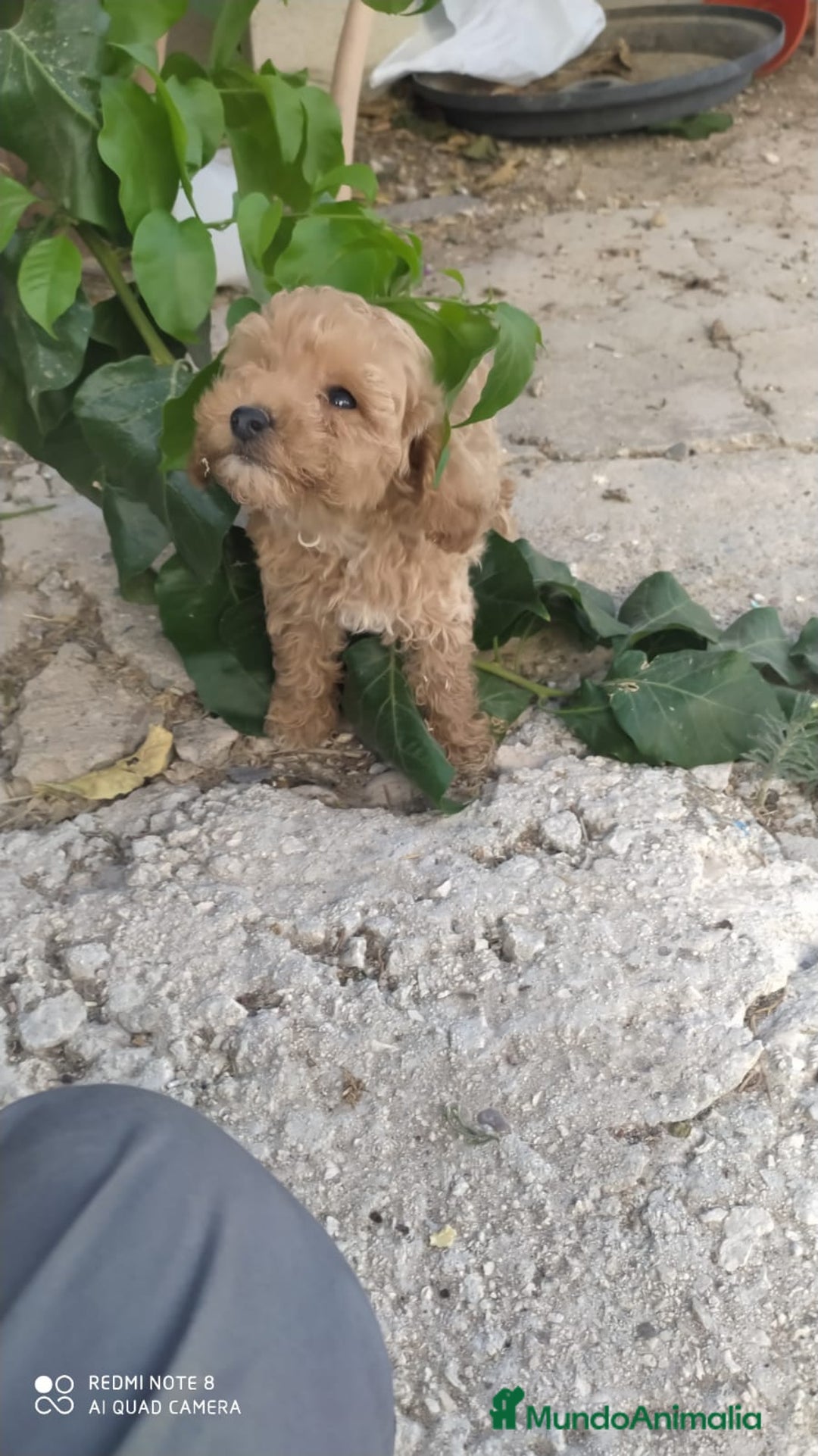 Caniche Toy perros en venta: Caniche  toy - Anuncio 1