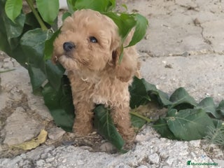 Caniche Toy perros Caniche toy - Anuncio 1