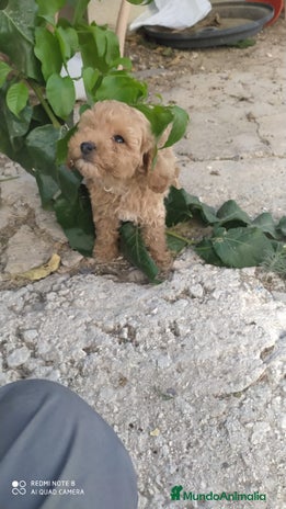 Caniche Toy perros Caniche toy - Anuncio 4