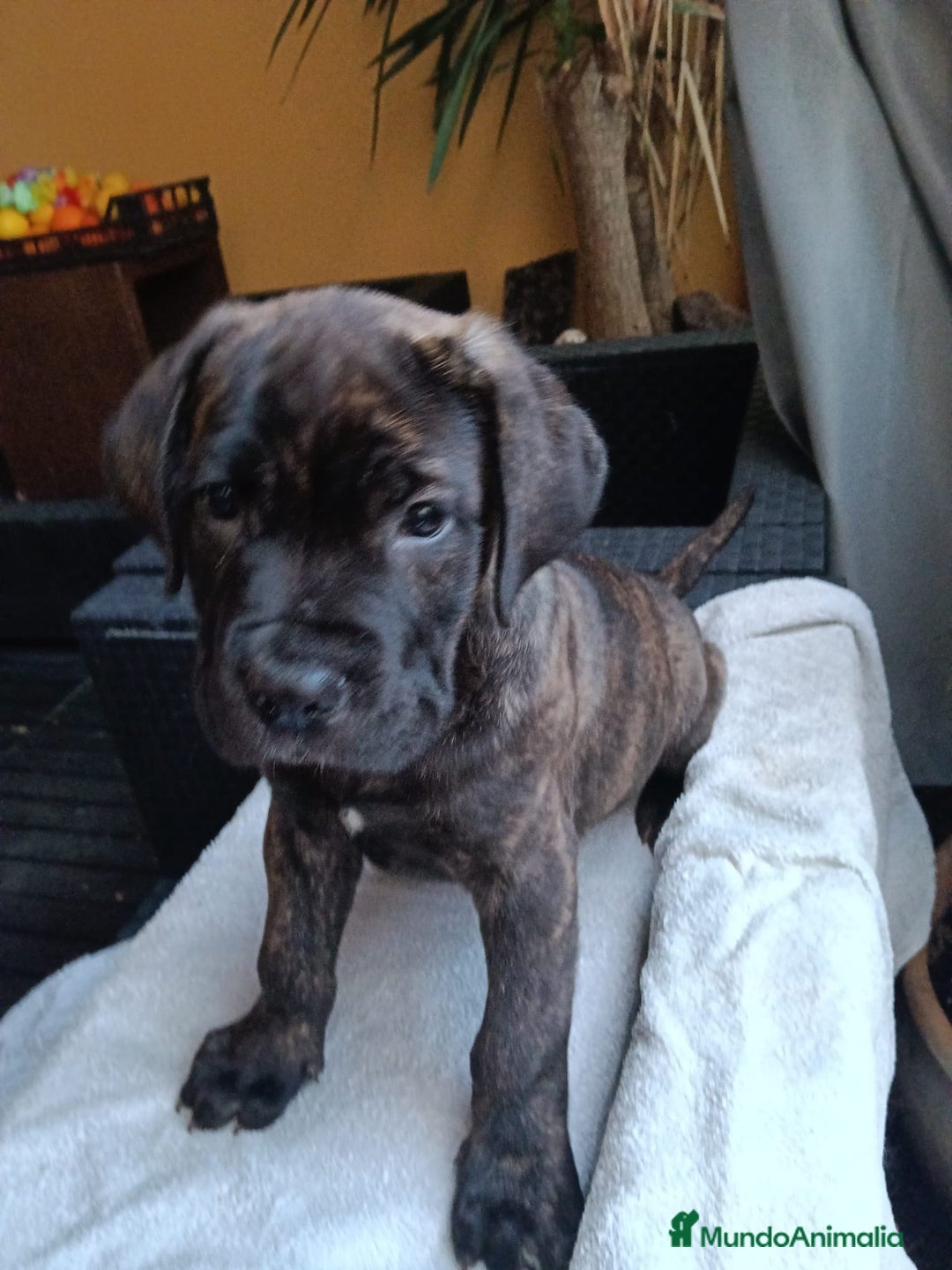 Cane Corso perros en venta: Cane Corso  - Anuncio 3