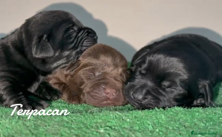 Labrador Retriever perros - Anuncio 1