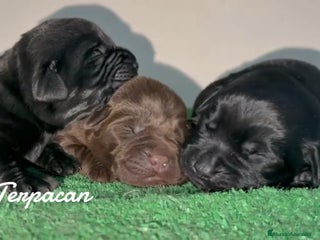Labrador Retriever perros - Anuncio 2