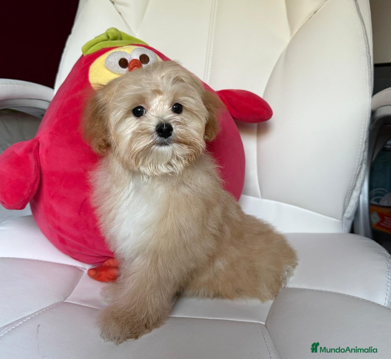 Maltipoo perros en venta: Maltipoo Hembra !!!! - Anuncio 4