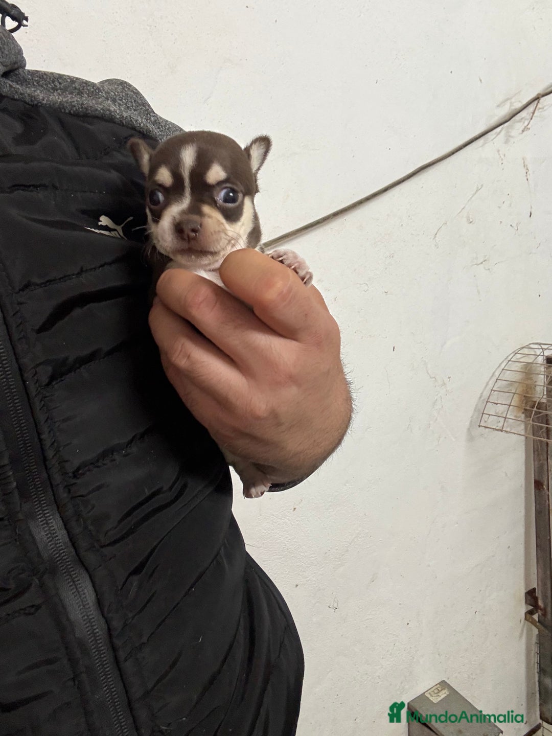 Chihuahua perros en venta: Hembrita chihuahua cabeza de manzana  - Anuncio 2
