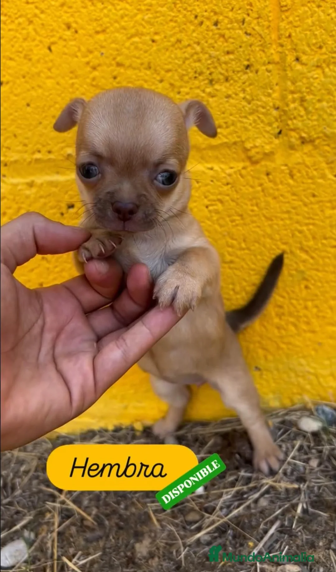 Chihuahua perros en venta: Hembra chihuahua - Anuncio 1