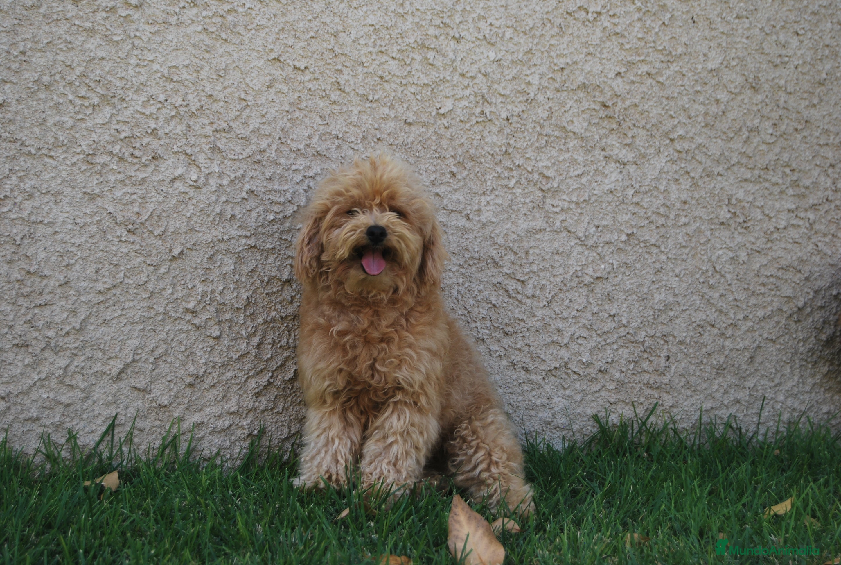 Caniche Toy perros Cachorros de Caniche toy / enano en Madrid - Anuncio 2