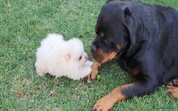 Pomerania perros en venta: Oferta de verano  - Imagen 4