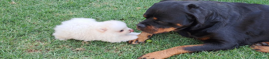 Pomerania Cachorro 3