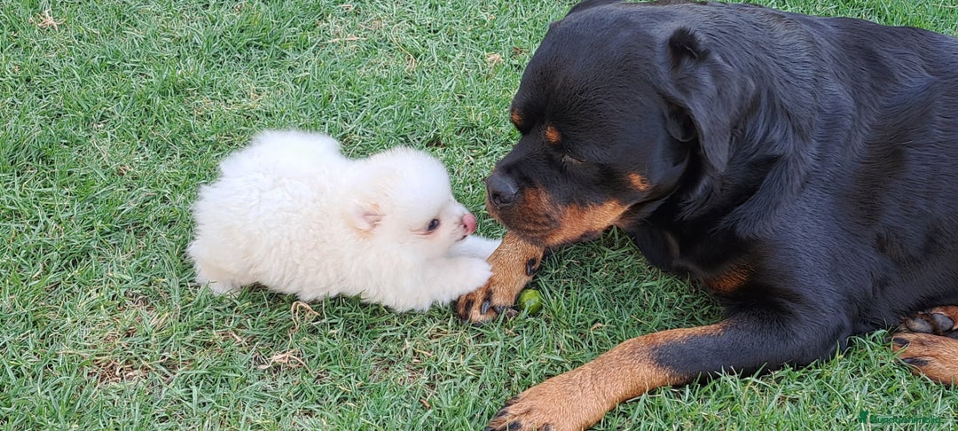 Pomerania perros en venta: Oferta de verano  - Imagen 4