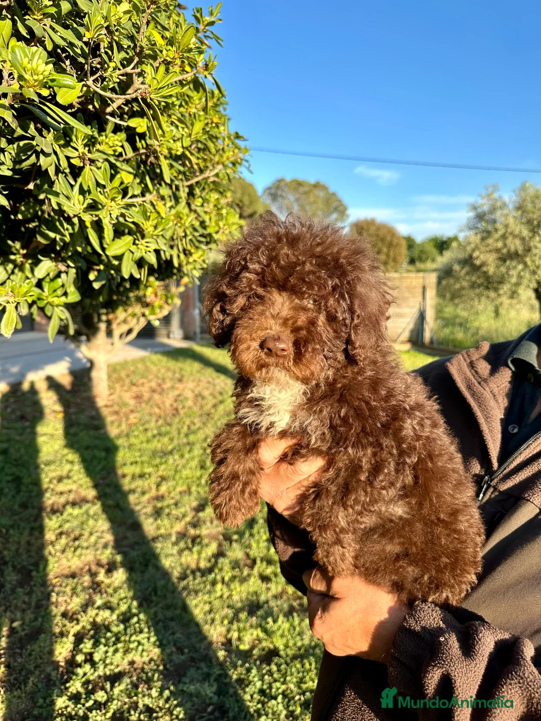 Perro de Agua Español perros en venta: Perro de Agua - Anuncio 1