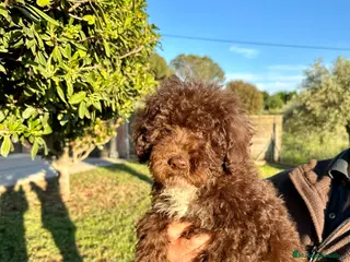 Perro de Agua Español perros Perro de Agua - Anuncio 5