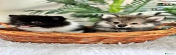 Pomerania perros en venta: POMERANIA  - Anuncio 7