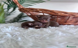 Chihuahua perros en venta: CHIHUAHUA MACHO CHOCOLATE & TAN - Imagen 1