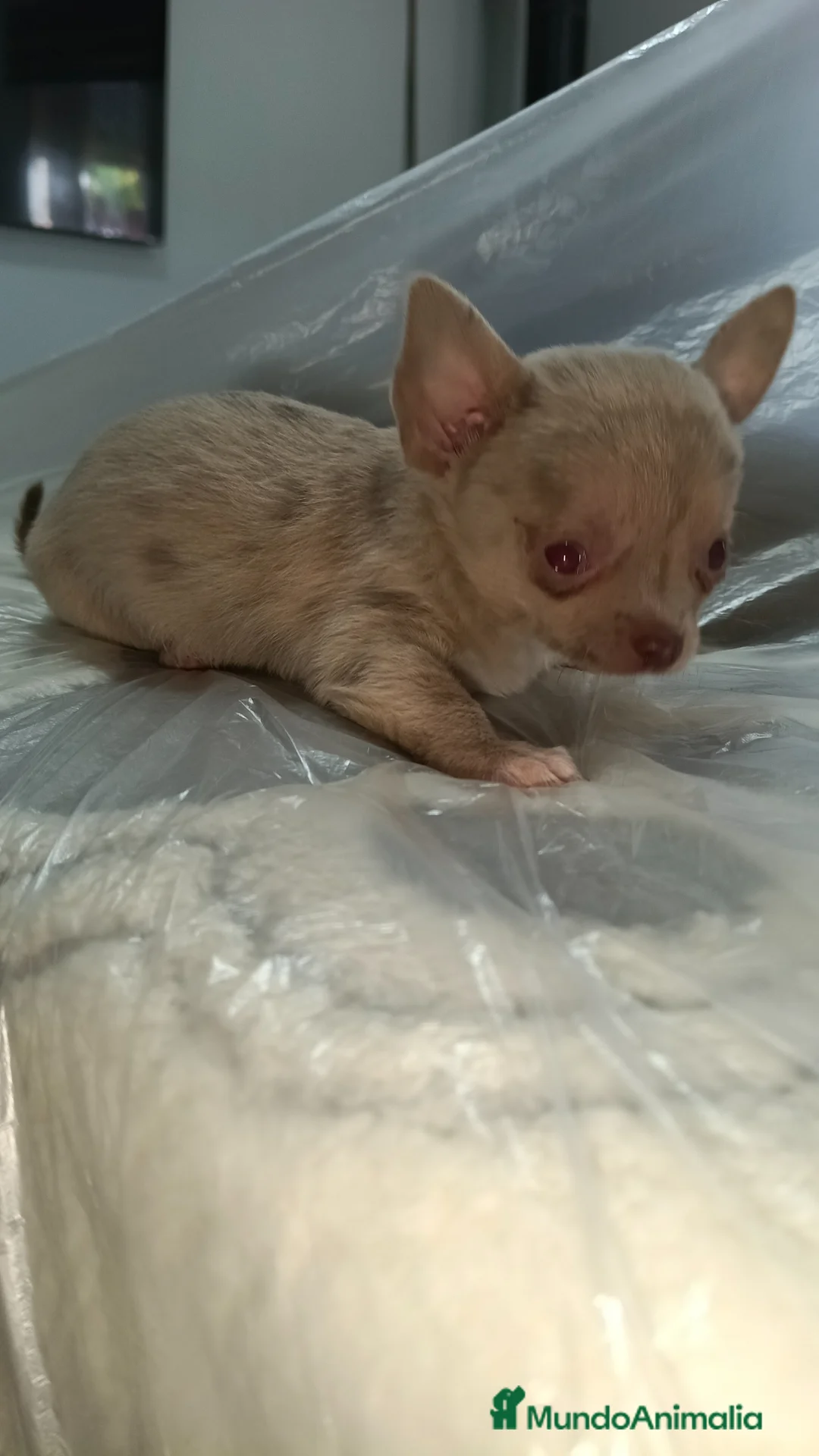 Chihuahua perros en venta: Macho chihuahua micro Toy  - Anuncio 1