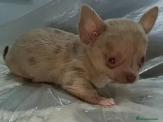 Chihuahua perros Macho chihuahua micro Toy - Anuncio 1