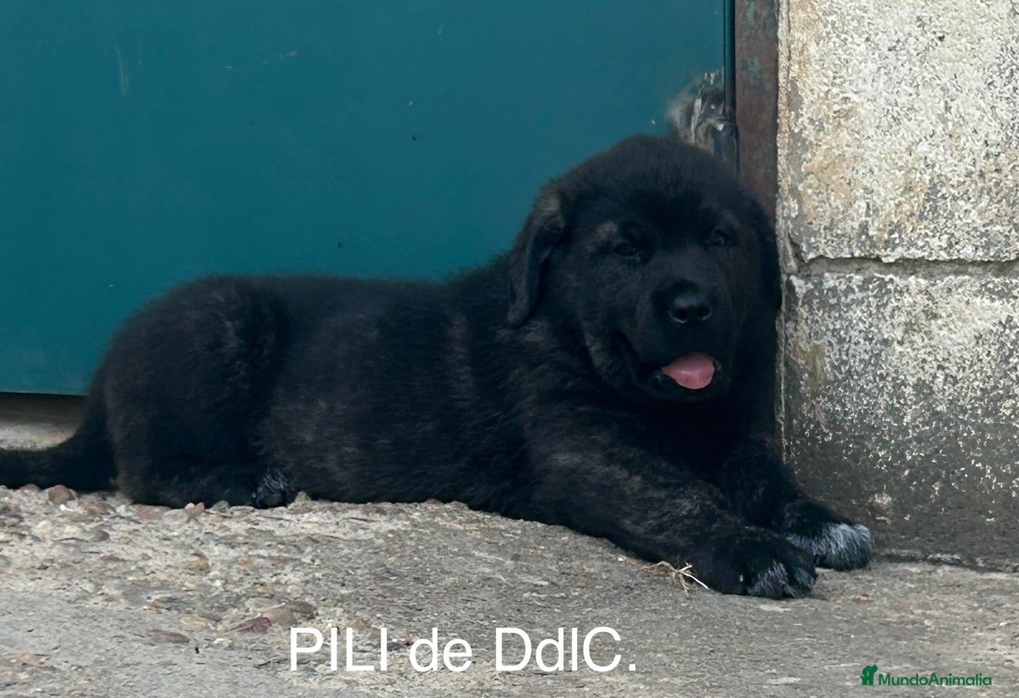 Mastín Español perros en venta: Mastín Español  - Anuncio 2