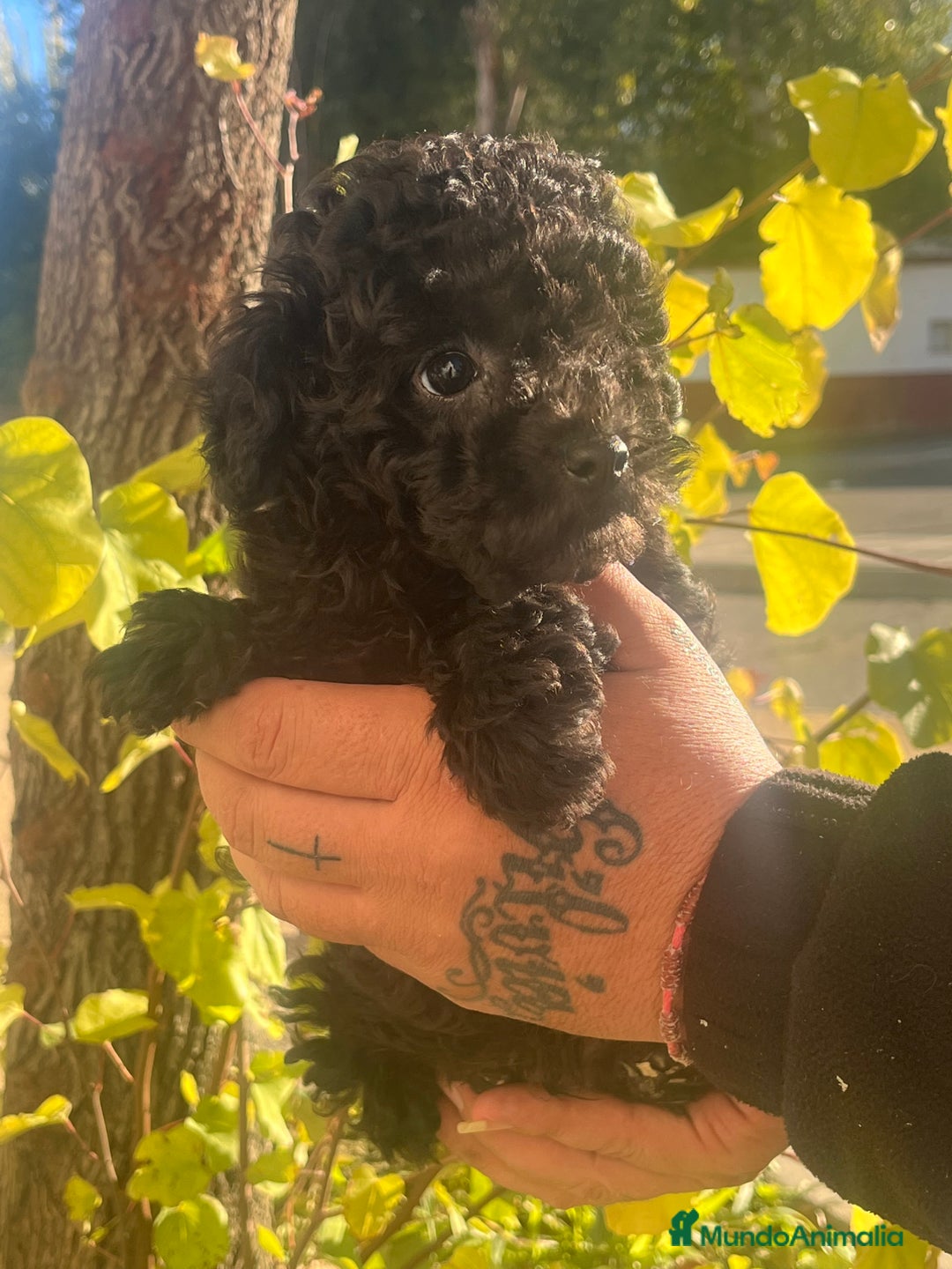 Caniche Toy perros en venta: Caniche toy - Anuncio 3