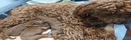 Caniche Toy perros en venta: Caniche toy Prao Toro  en Madrid - Anuncio 1