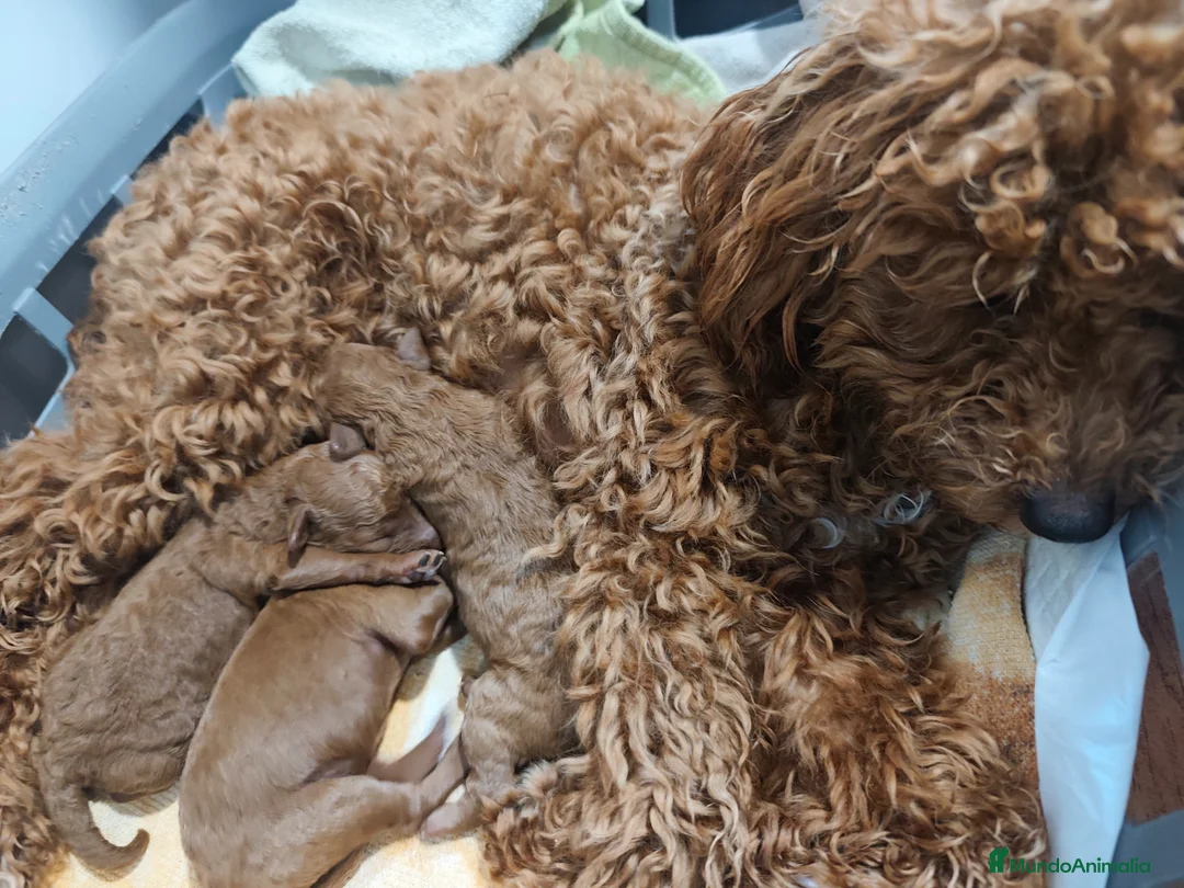 Caniche Toy perros en venta: Caniche toy Prao Toro  en Madrid - Anuncio 1