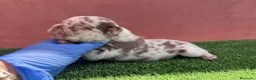 Bulldog Francés perros en venta: Bulldog francés exóticos - Anuncio 7